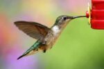 Hummingbird & Oriole Nectar Powder
