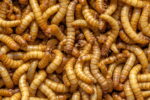 Mr. Amish Chubby Mealworms 1lb Bag