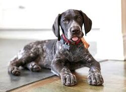 Dog Treats