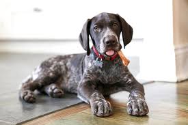 Dog Treats